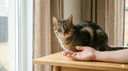 J'attire les chats : quelle est la signification spirituelle profonde ?